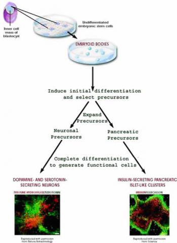 Figure 1. Directed differentiation of mouse embryonic stem cells.